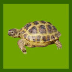 Террариум для черепахи: Сухопутная черепаха