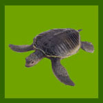 Террариум для черепахи: Водная красноухая черепаха